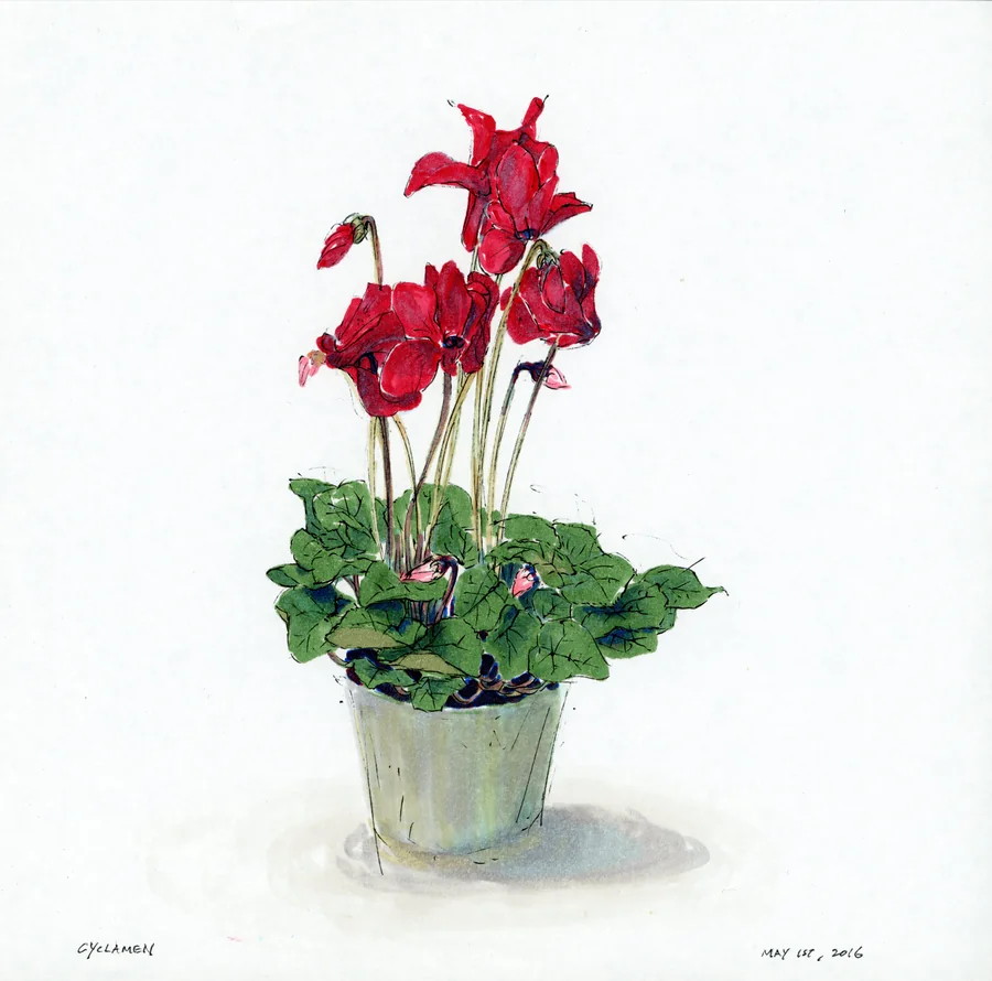 Color marker study of red cyclamen in a green pot