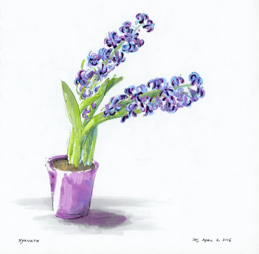 Color marker study of purple hyacinths in a small violet pot