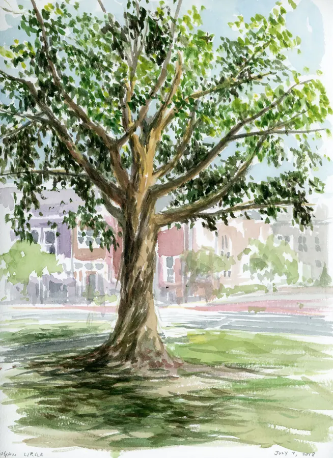 Watercolor of a large tree and row houses at Logan Circle