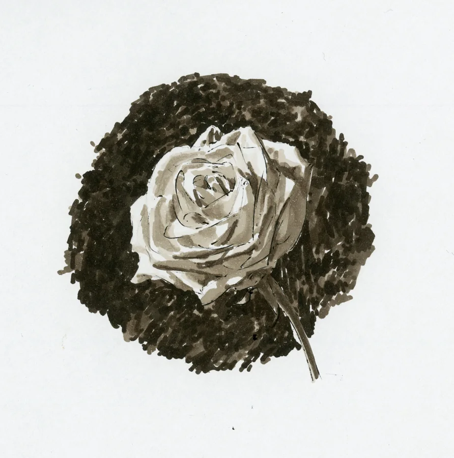 Monochrome marker study of a pale rose against a dark circular field