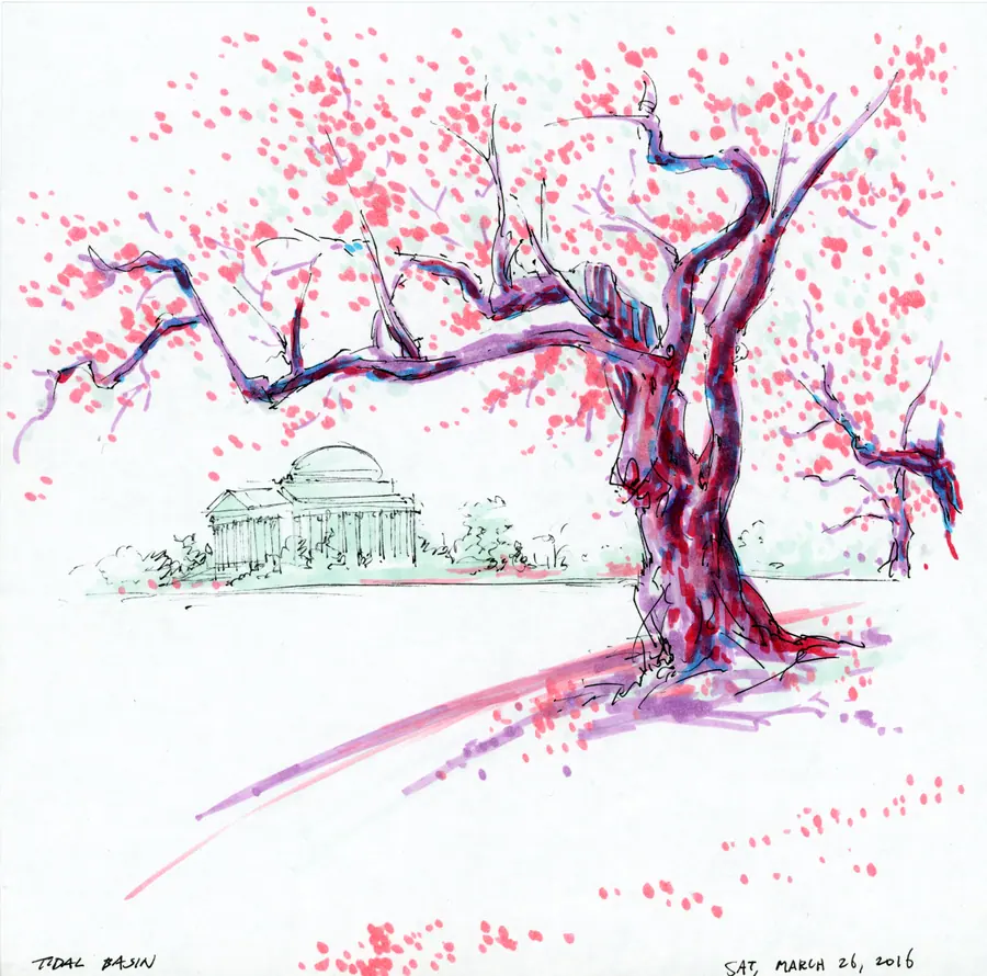 Marker drawing of a tree beside the Tidal Basin