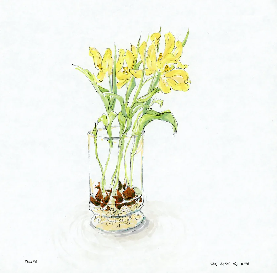Color marker study of yellow tulips in a glass vase